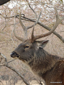 Cerf - Ranthambore - Inde